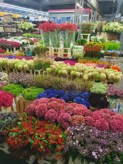 Vente Grossiste de fleurs et plantes à Biguglia (20620) en France