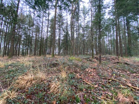 Vente Forêt de 4 342 m2 à Broons (22250)